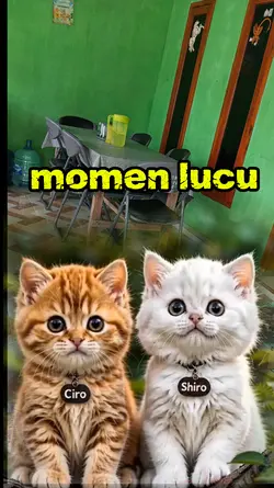 kucing lucu