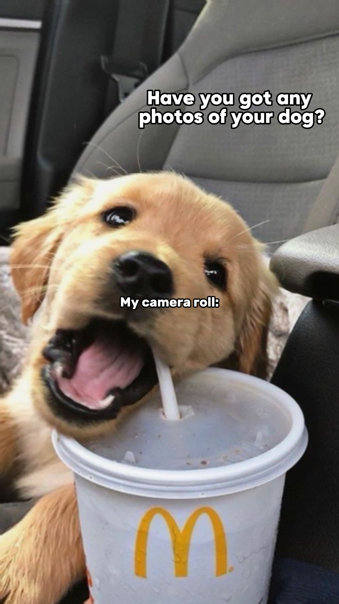 Fotos de perros x