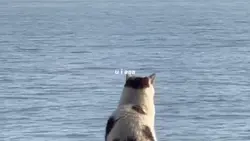 u i aaa blue yungkai