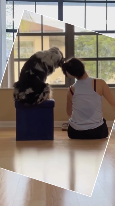 Perrito sentado