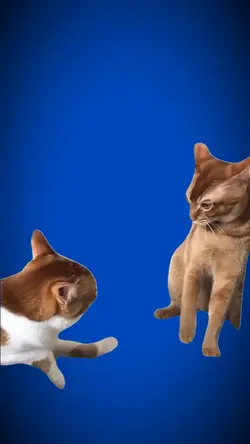 Cat Fight