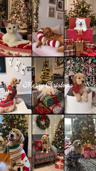 Animal de estimação de natal