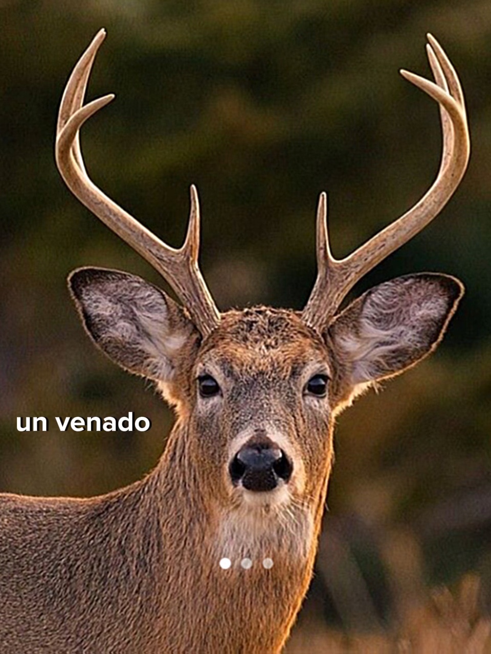 El venao 🦌