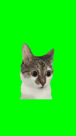 Shock Cat