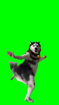Husky Dog Dancing