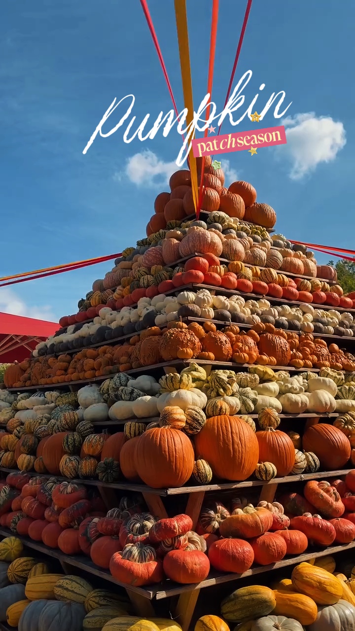 pumpkin patch season