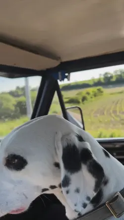 vlog