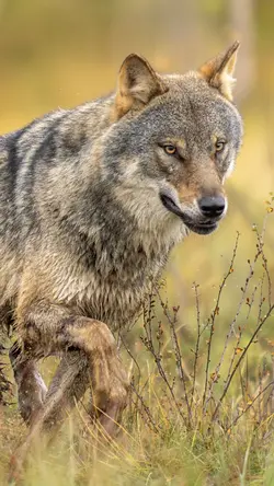 Wildlife action 🐺 