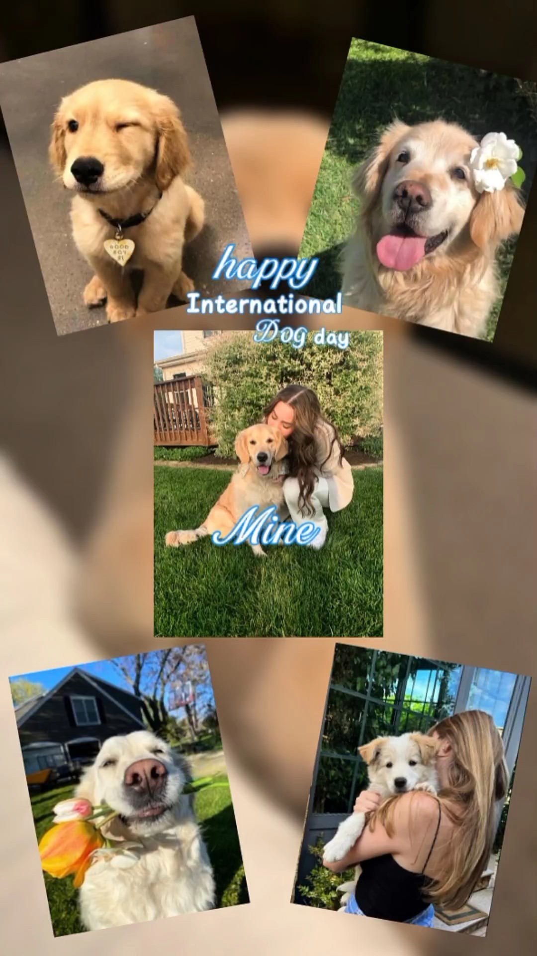 dog day