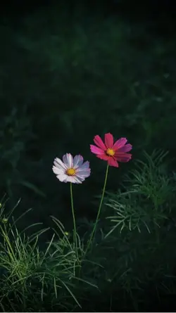 Em Yêu Anh Nhiều Lăm