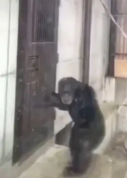 Monkey meme