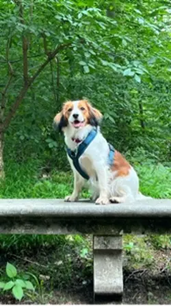 Hunde Regeln Part 2