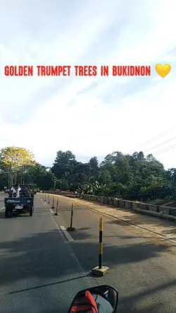 Golden Trumpet 