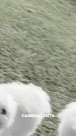 Elegant Slow Motion Focus Reveal