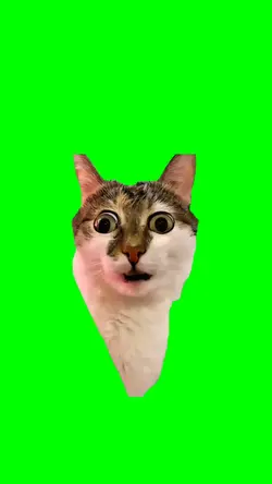 Confused Cat