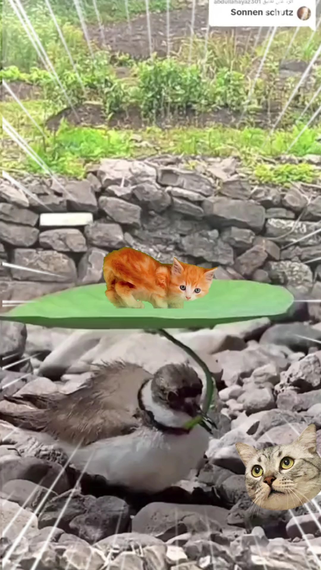 Lustige Katze und Vogel 