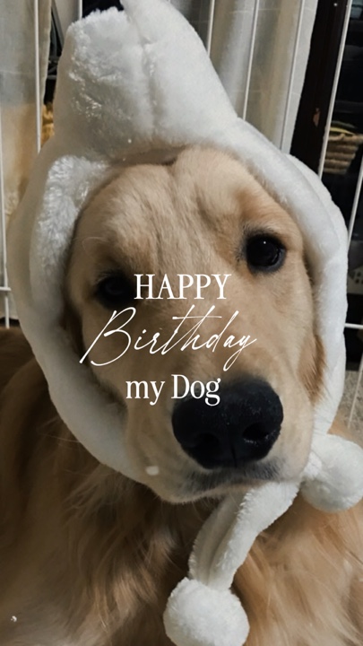 HPBD Meu Cachorro