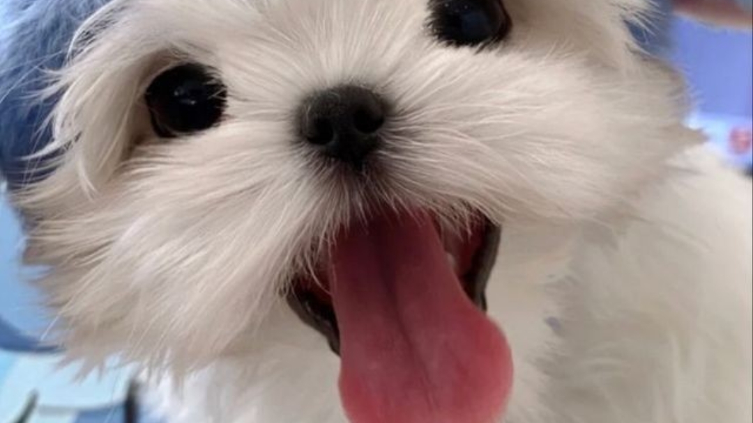 크로마키 나눔