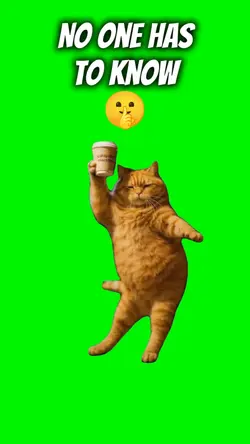 Cat Dancing Meme
