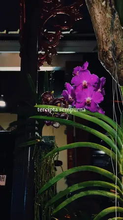Lihat kebunku.
