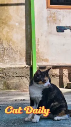 Cat Daily