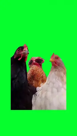 3 chicken vibing