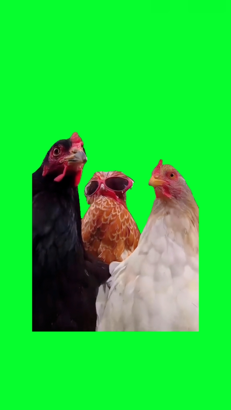 3 chicken vibing