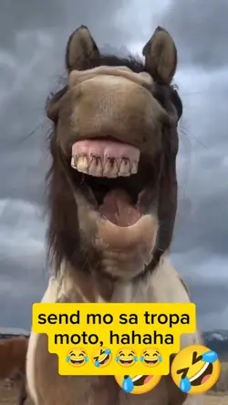 horse prank face
