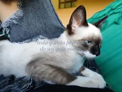 gato|Blackbird