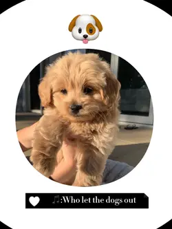 Who let the dogs out