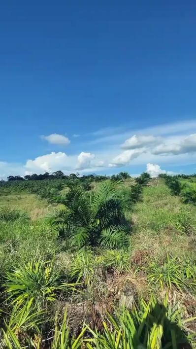 坦帕特博斯萨维特 