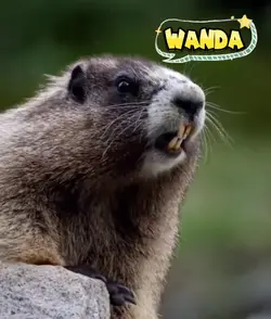 WANDA