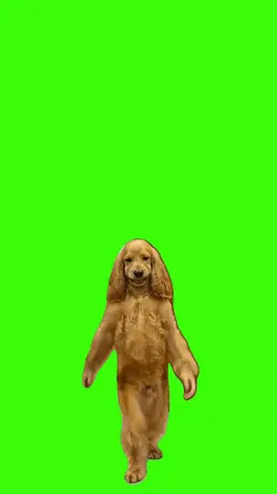 Cachorro/Dog.