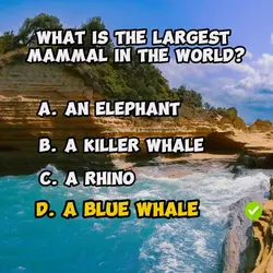 Quiz Template