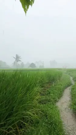 Usum Hujan Baraya 