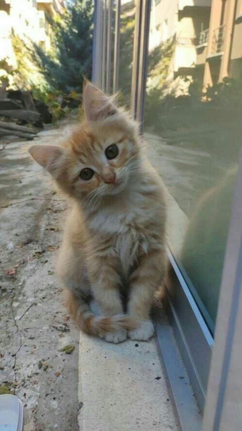 i love cat