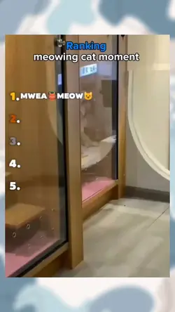 meowing cat moments 