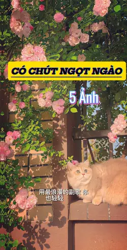 Có Chút Ngọt Ngào