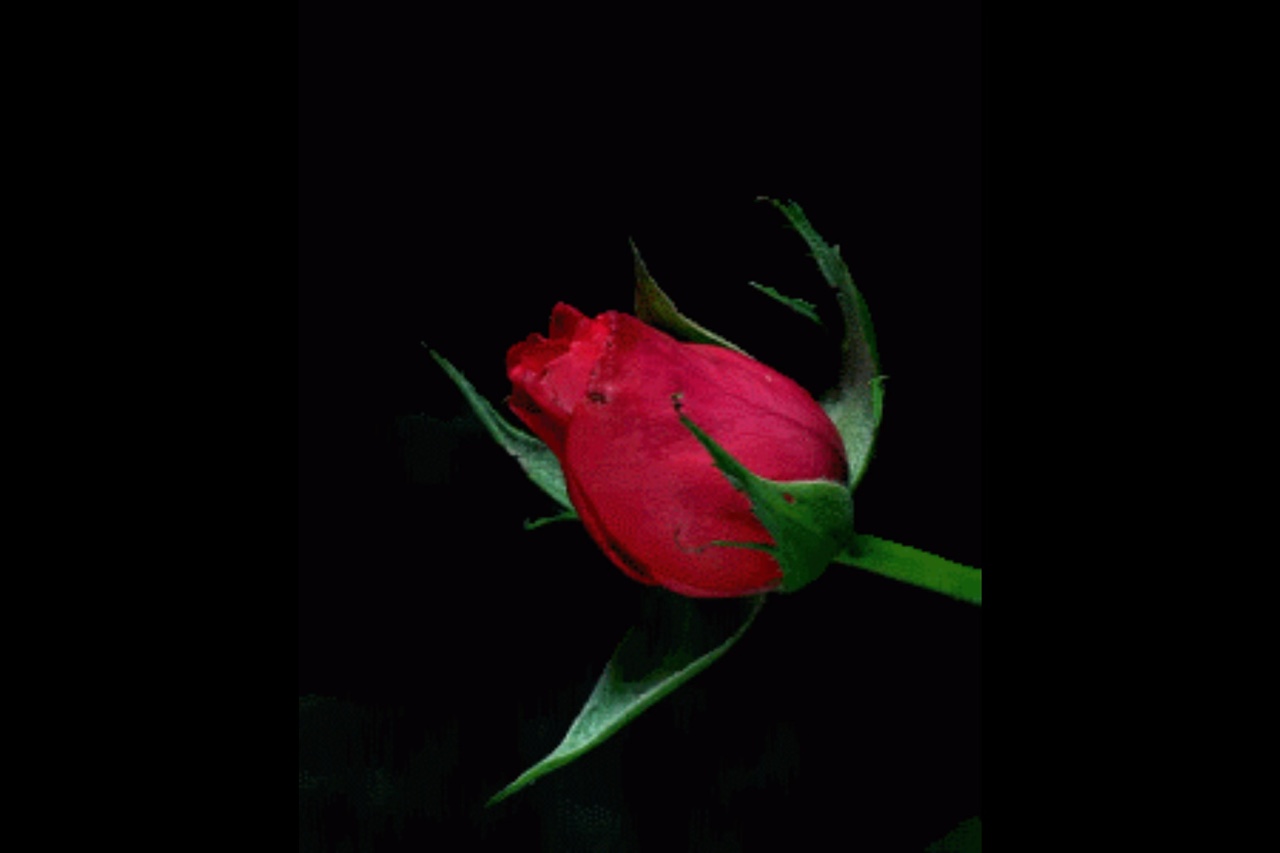 Joyeuse Saint-Valentin