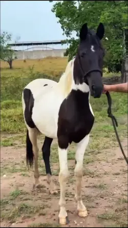 Ela tem a senha 