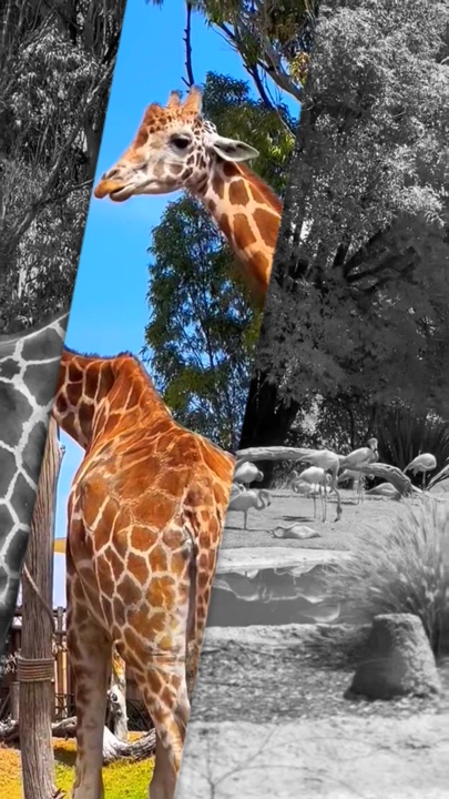 Zoo 