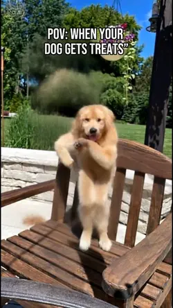 Dancing dog meme