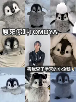 原來你叫 害我查了半天的的小企鵝