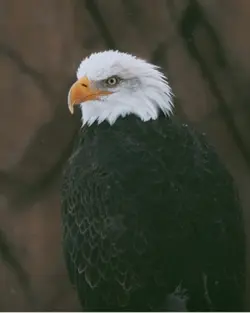 Başka seçenek yok !