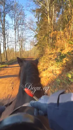 Slowmo Horse 