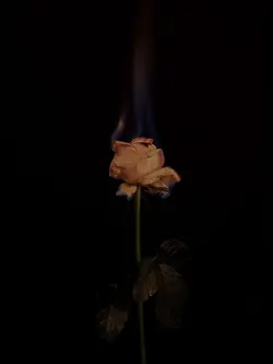 Moth to a flame