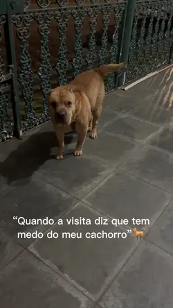 Medo do meu dog 