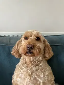 Goofy doggo