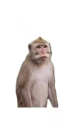 monkey
