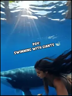 Swimming with Whales